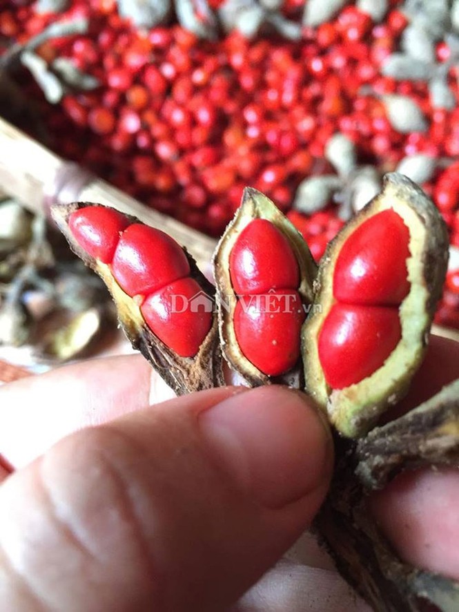 'Thủ phủ' trồng đặc sản dổi đổi vàng 9999 xứ Mường vào mùa thu hoạch - ảnh 3