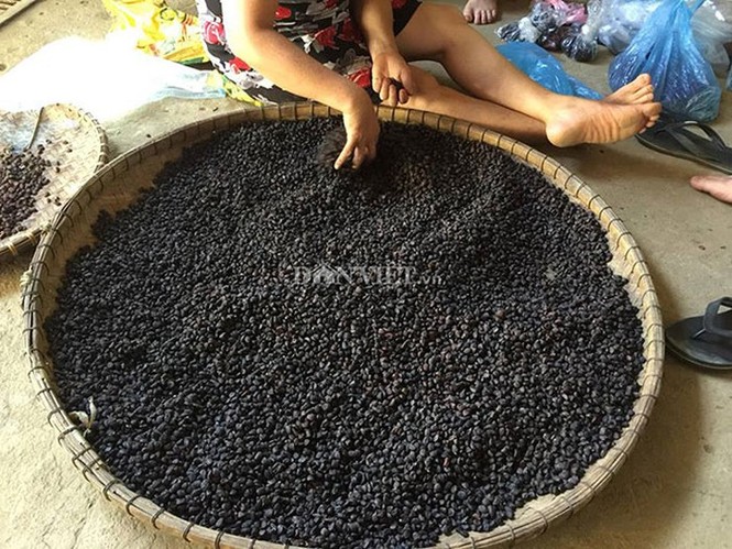 'Thủ phủ' trồng đặc sản dổi đổi vàng 9999 xứ Mường vào mùa thu hoạch - ảnh 4