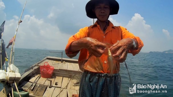 Đi 'săn' loài cá bé tí, khó bắt, kiếm cả triệu đồng mỗi ngày - ảnh 1