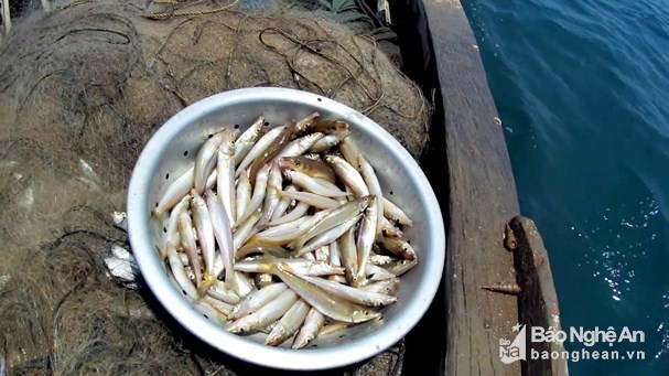 Đi 'săn' loài cá bé tí, khó bắt, kiếm cả triệu đồng mỗi ngày - ảnh 2