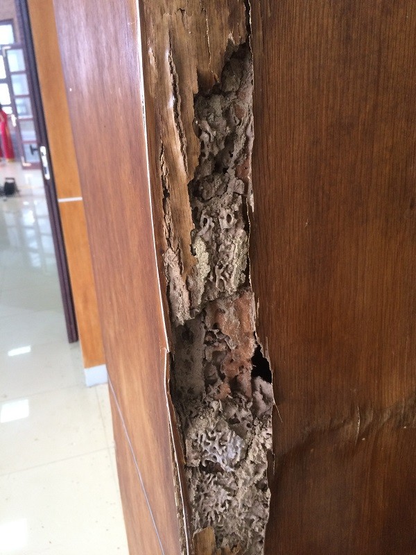 Mối cắn nát nhiều hạng mục của Nhà văn hóa 45 tỷ - ảnh 4
