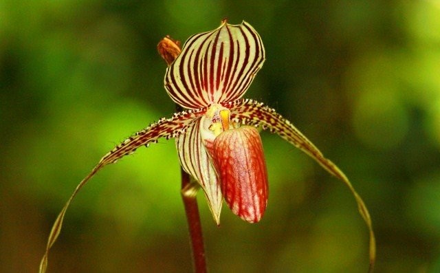 Loài hoa lan 15 năm mới nở một lần, 136 triệu đồng/cây - ảnh 6