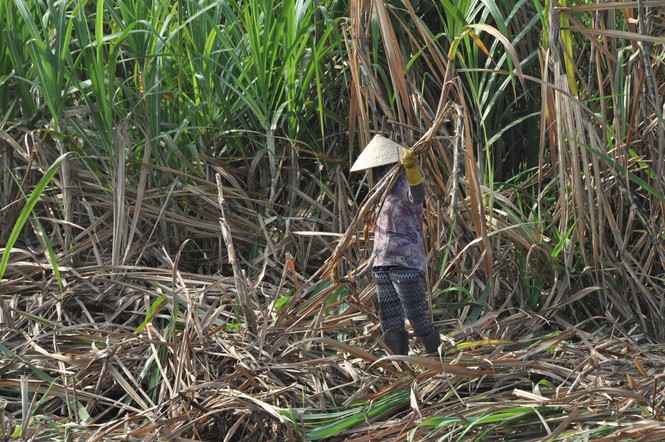 Nông dân trồng mía ở ĐBSCL lao đao - ảnh 6
