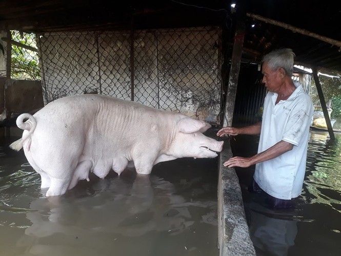 Vỡ đê bao ở Cần Thơ, nhấn chìm nhà cửa, cây ăn trái của dân - ảnh 4