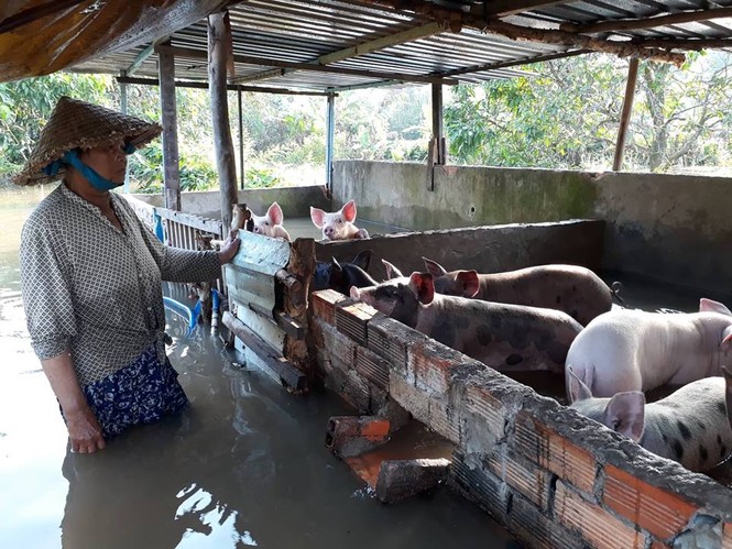 Vỡ đê bao ở Cần Thơ, nhấn chìm nhà cửa, cây ăn trái của dân - ảnh 1