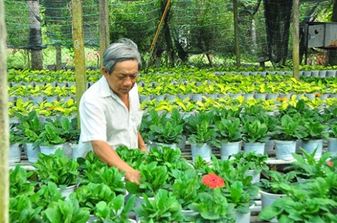  “Thủ phủ” hoa Sa Đéc cung cấp 3 triệu giỏ hoa Tết - ảnh 3