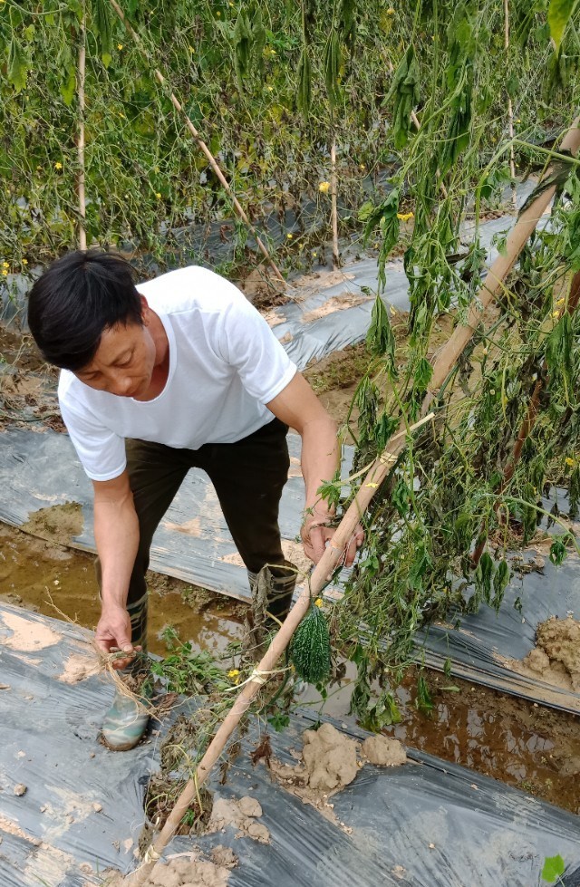 Công an Thanh Hóa vào cuộc vụ ruộng mướp bị nhổ gốc - ảnh 1