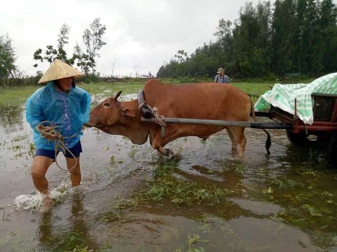 Mưa nhiều ngày gây ngập lụt, sạt lở nhiều nơi ở Thanh Hóa - ảnh 1