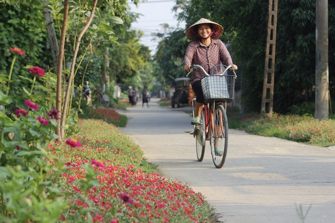Ngắm đường hoa sam kiểng độc nhất ở Quảng Bình - ảnh 1