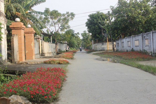 Ngắm đường hoa sam kiểng độc nhất ở Quảng Bình - ảnh 5