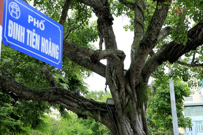 Cận cảnh hàng cây xanh trăm tuổi rợp bóng mát bên Hồ Gươm - ảnh 8