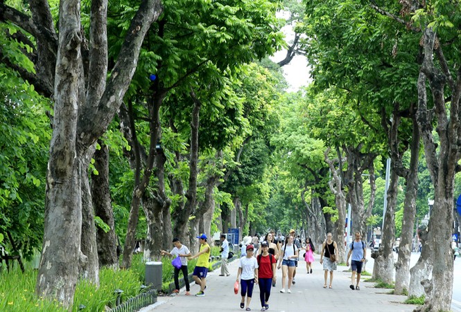 Cận cảnh hàng cây xanh trăm tuổi rợp bóng mát bên Hồ Gươm - ảnh 2