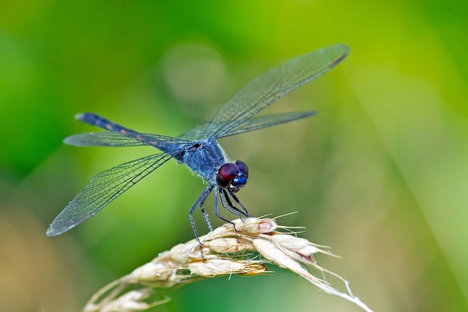10 loài động vật có tuổi thọ ngắn nhất thế giới - ảnh 5