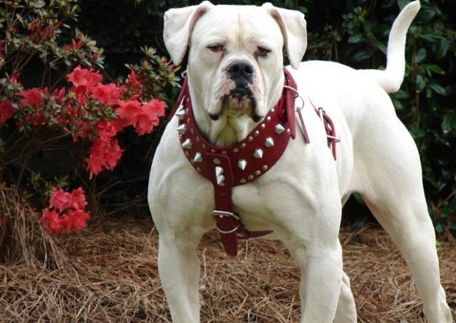 Chó bun Mỹ (American Bulldog.
