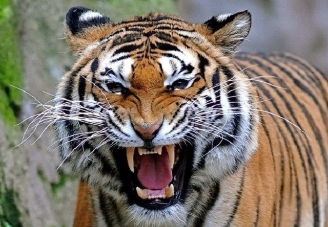 Câu chuyện rùng rợn về hổ cái ăn thịt người vùng Champawat - ảnh 1