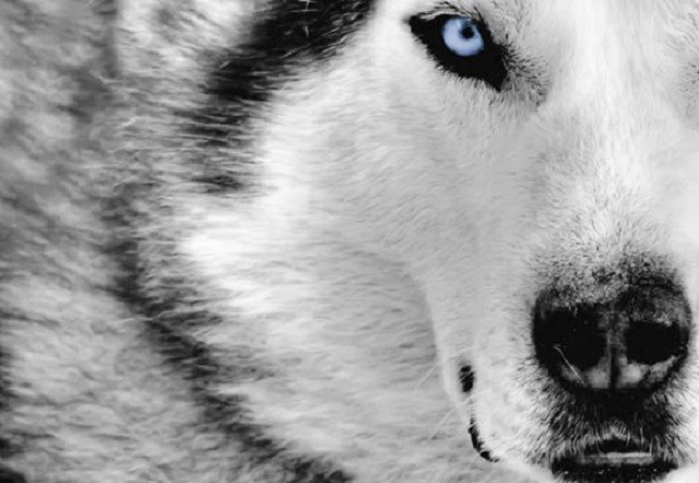 Những đặc điểm thú vị của giống chó Husky - ảnh 1