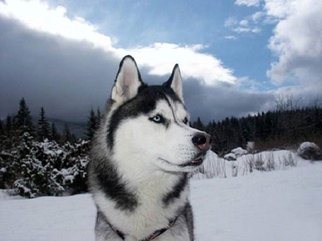 Những đặc điểm thú vị của giống chó Husky - ảnh 2