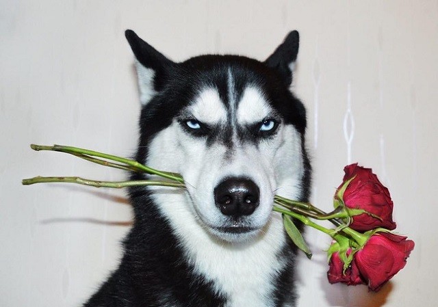 Những đặc điểm về ngoại hình và hành vi của giống chó Husky - ảnh 2