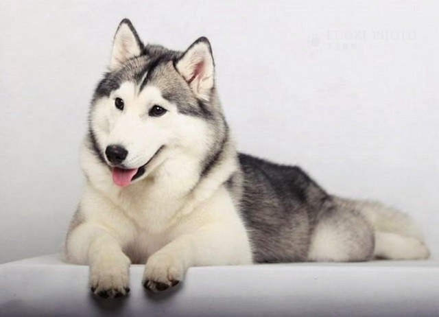 Những đặc điểm về ngoại hình và hành vi của giống chó Husky - ảnh 3