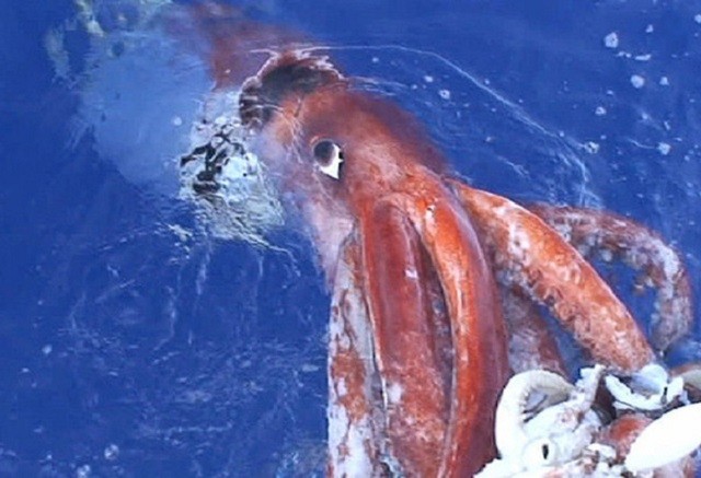 Mực khổng lồ nước sâu, hiện thân của quái thú Kraken - ảnh 3