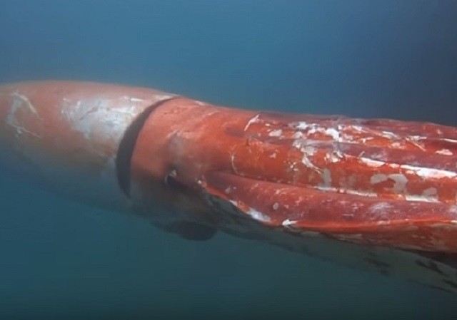 Mực khổng lồ nước sâu, hiện thân của quái thú Kraken - ảnh 1