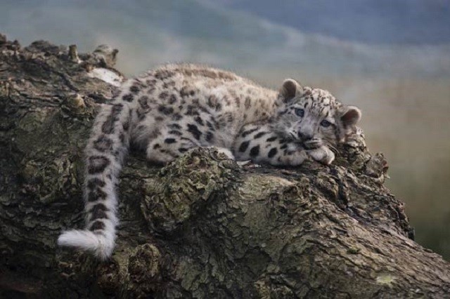 Báo tuyết, kẻ đơn độc trên dãy Himalaya - ảnh 2