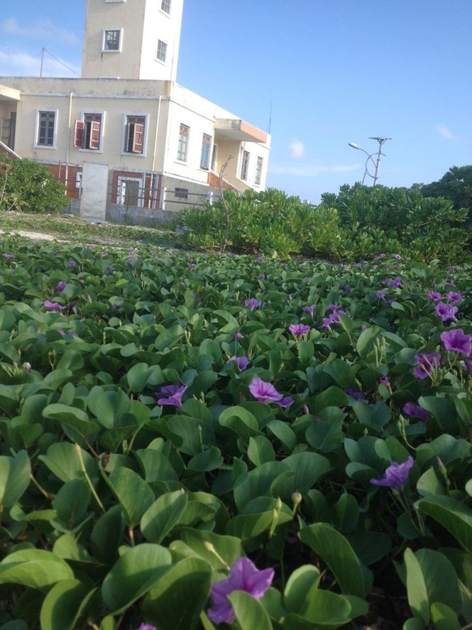 Muôn sắc hoa ở Trường Sa - ảnh 2