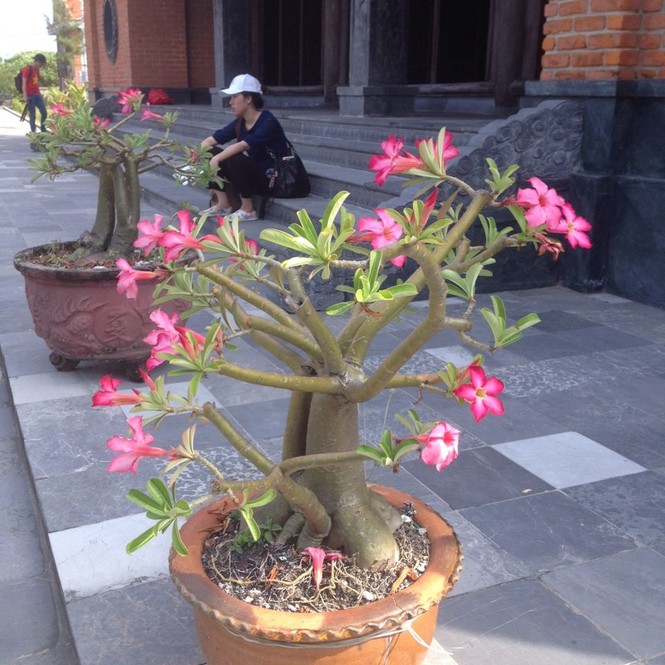 Muôn sắc hoa ở Trường Sa - ảnh 4