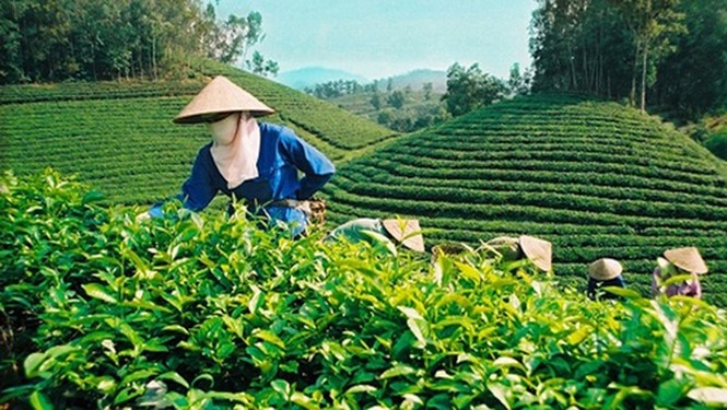 Nông nghiệp Việt Nam thời cách mạng 4.0 - ảnh 2
