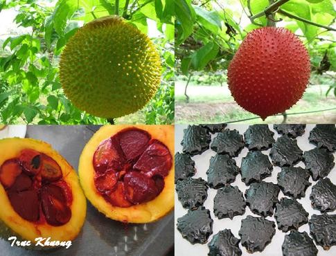Gấc - thần dược cho sức khỏe
