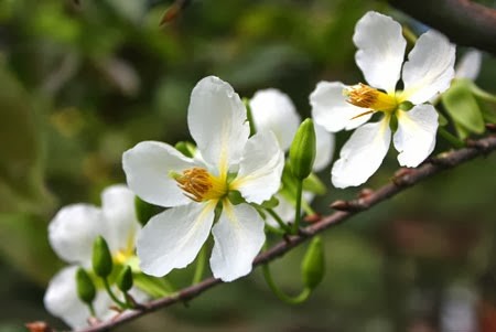Hoa đào, hoa mai - Vị thuốc của mùa xuân