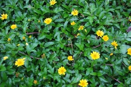 - Ảnh 5 - Ảnh 5