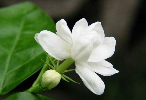 7 loại cây giúp ngon giấc nên có trong phòng ngủ