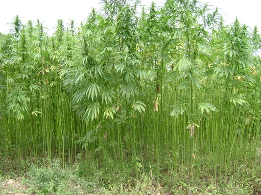 4 thực phẩm ngăn ngừa ung thư tuyến tiền liệt