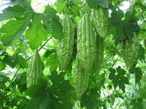 Mướp đắng (khổ qua) có thể trị được chứng liệt dương ở nam giới. Ảnh minh họa.