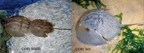 Cảnh báo: Loại hải sản có chất kịch độc thường bị “ăn nhầm” - ảnh 1