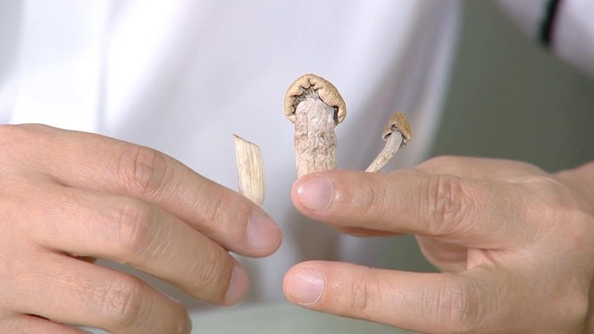 Nấm ma thuật - Loại ma tuý cực độc đã xuất hiện ở Việt Nam - ảnh 1