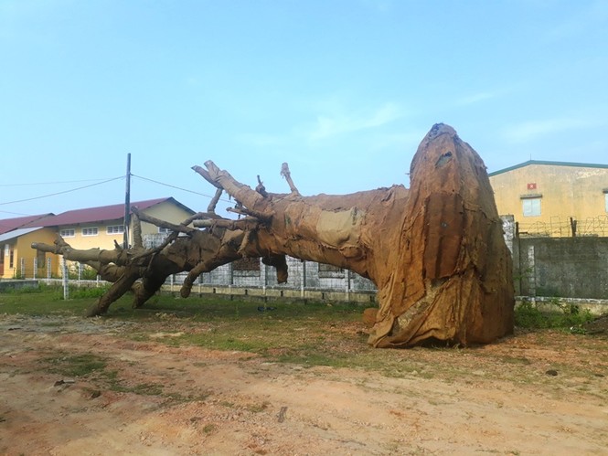 Cây 'kỳ quái' phơi nắng bên đường tránh, được thuê người chăm sóc - ảnh 1