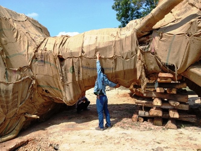 Cây 'khủng' bị CSGT chặn phạt tại Huế là cổ thụ thuộc họ Đa? - ảnh 2