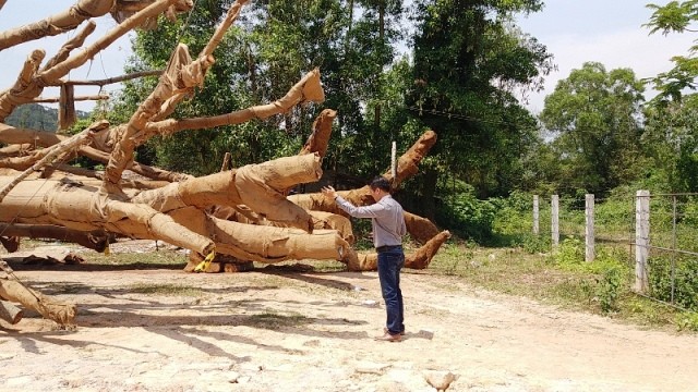 Kiểm lâm TT-Huế xác minh hồ sơ lâm sản của 3 cây 'kỳ quái' - ảnh 1
