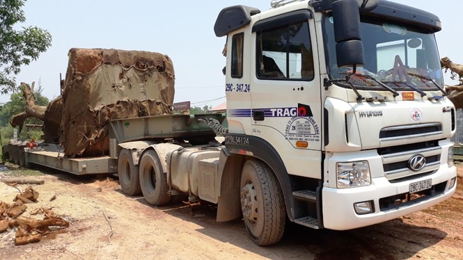 Sau cưa cắt, 3 cây 'kỳ quái' lên xe chở xuất hành ra Bắc - ảnh 3
