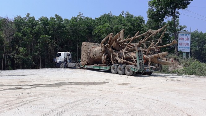 Vì sao ba xe chở cây 'kỳ quái' vẫn chưa thể rời Huế? - ảnh 1