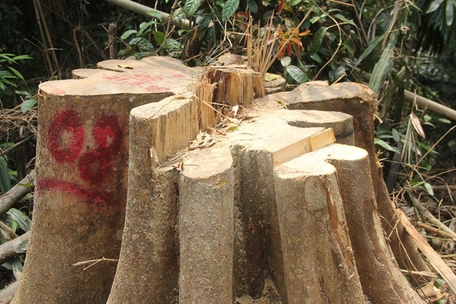 Phá rừng phòng hộ Sông Kôn - ảnh 4