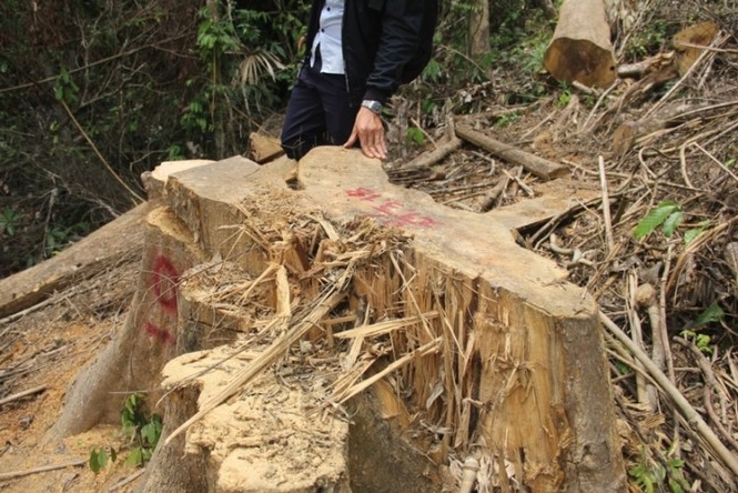 Phá rừng phòng hộ Sông Kôn - ảnh 6