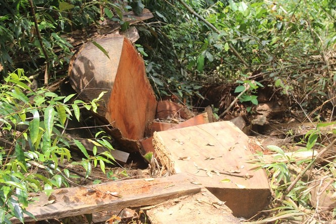 rừng lim quý hiếm bị tàn sát - ảnh 6