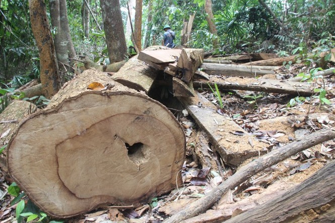 rừng lim quý hiếm bị tàn sát - ảnh 3