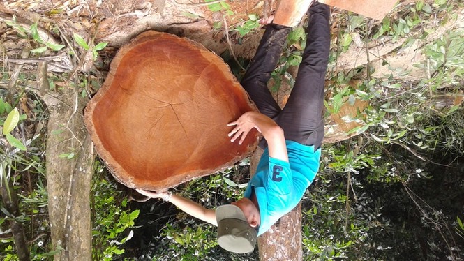 Hạt trưởng Hạt kiểm lâm rừng đặc dụng Sông Thanh nói về vụ phá rừng - ảnh 2