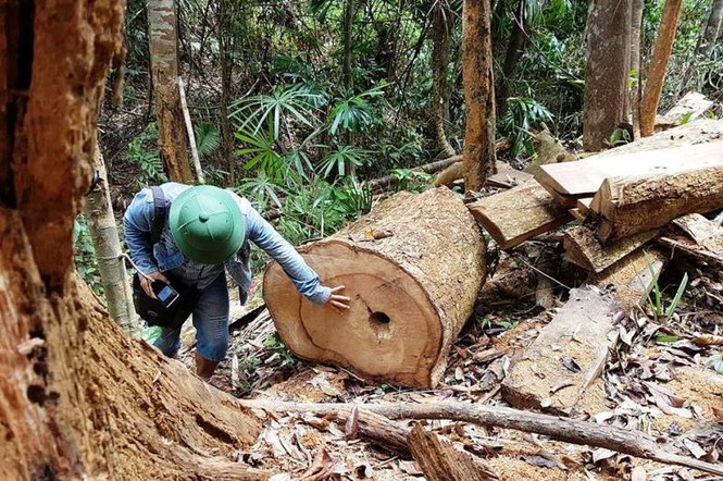 Cách chức Hạt trưởng Hạt kiểm lâm rừng phòng hộ Nam Sông Bung - ảnh 2