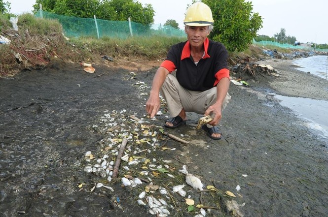 Cá chết hàng loạt không rõ nguyên nhân ở Quảng Nam - ảnh 2