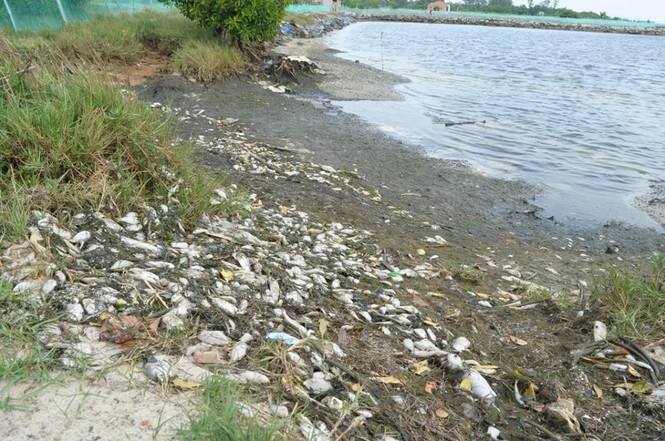 Cá chết hàng loạt không rõ nguyên nhân ở Quảng Nam - ảnh 3